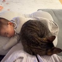 赤ちゃんを乗せた飼い主の膝の上で丸くなる猫（正面）