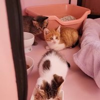 クレート内にいる3匹の子猫