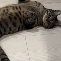 手足をのばしてろうかでへそ天で寝ている猫