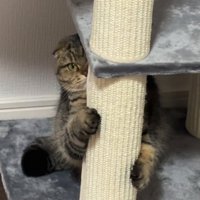 キャットタワーに隠れる猫さん