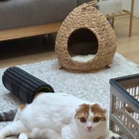 寝そべっている猫