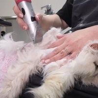 毛を刈られる猫