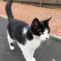 草をくわえている猫