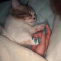 前足を握ってもらう猫