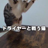 両前足を上げるそうちゃん
