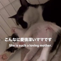 子猫を毛づくろいする母猫