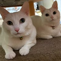 並んで座る2匹の猫