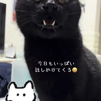 お座りをして口を開けている猫