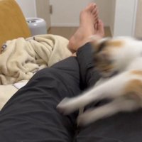 右に吹っ飛ぶ猫