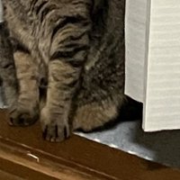 猫の足元
