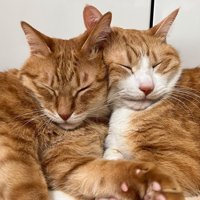 寄り添い合って眠る2頭の猫