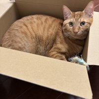 ダンボールに入っている茶トラ猫