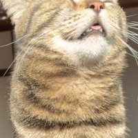 日向ぼっこをするキジトラ猫