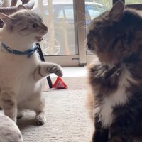 向かい合う2匹の猫