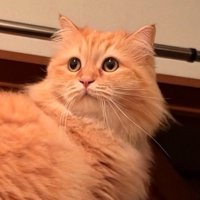 ドヤ顔の猫アップ