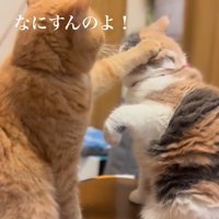 三毛猫のあたまに前足を乗せる茶トラ猫