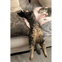 寝ている猫たち