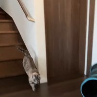 階段を駆け下りる猫