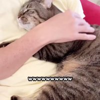 猫を膝にのせる男性