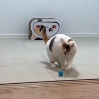 左手でボール遊びをする猫