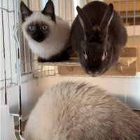 うさぎとケージに入っている2匹の猫