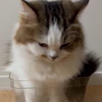 ケースに入る猫