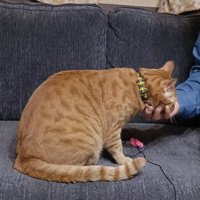 アゴを撫でられている猫