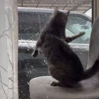 暴れる猫