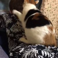 背中の上に乗って猫パンチする猫