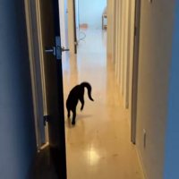 やんのかステップする猫