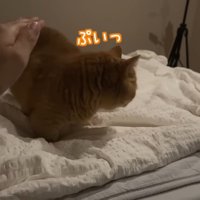 ぷいっ
