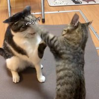 攻撃する猫