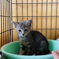 ケージの中のトイレに座る子猫