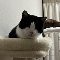 キャットタワー頂上のベッドでくつろぐ猫