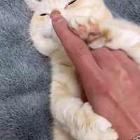 飼い主の指を止めた猫