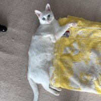 タオルのそばに寝そべる白猫