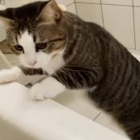 お風呂にはいっている人間を見ている猫
