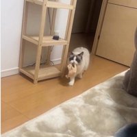 おもちゃを咥えて歩いている猫
