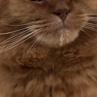 ドアップの猫の写真3