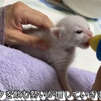 ミルクを飲む子猫