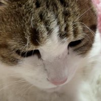 下を向く猫