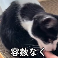 指を噛もうとする猫