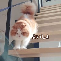 階段をおりながらカメラ目線の猫