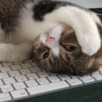 キーボードの上で眠る猫