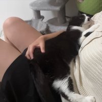 抱っこされるくろまめちゃん