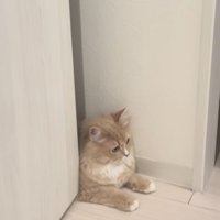 顔パック中の飼い主さんから目を逸らすサイベリアン