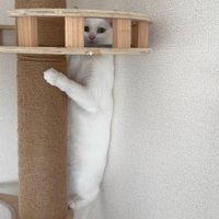 隠れられていない猫