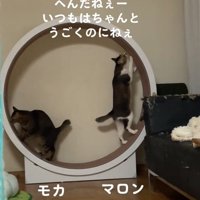 別々の動きをする2匹の猫