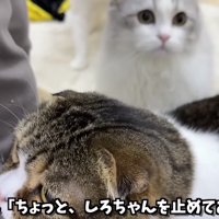 指示を飛ばすお兄ちゃん
