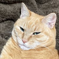 毛布にくるまりドヤ顔している茶トラ